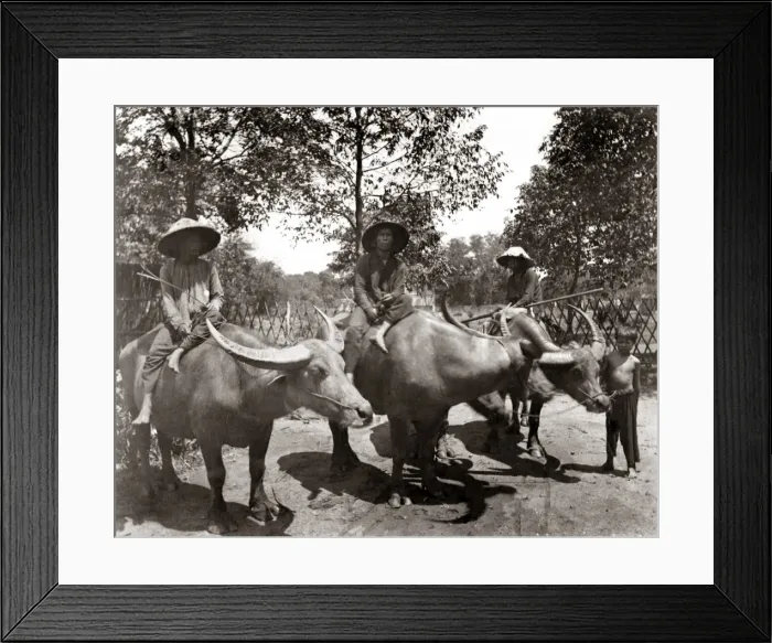 Framed Print : Water buffalo, Indo-China, Vietnam, circa 1890 Framed Print : Water buffalo, Indo-China, Vietnam, circa 1890