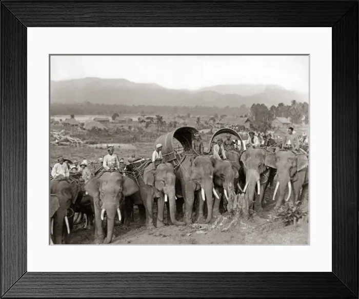 Framed Print : Working elephants, probably Burma, circa 1890 Framed Print : Working elephants, probably Burma, circa 1890