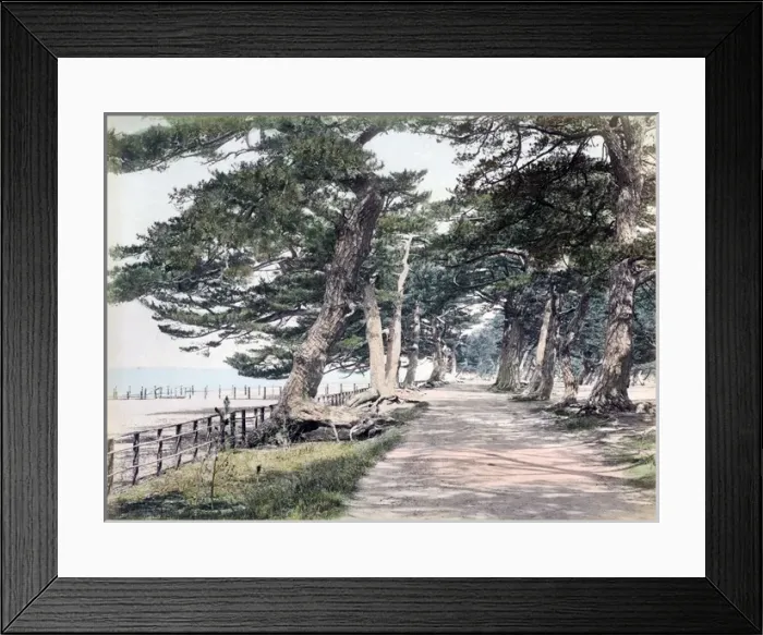Framed Print : Pine trees at Maikonohama, near Kobe, Hyogo, Japan, circa 18 Framed Print : Pine trees at Maikonohama, near Kobe, Hyogo, Japan, circa 18