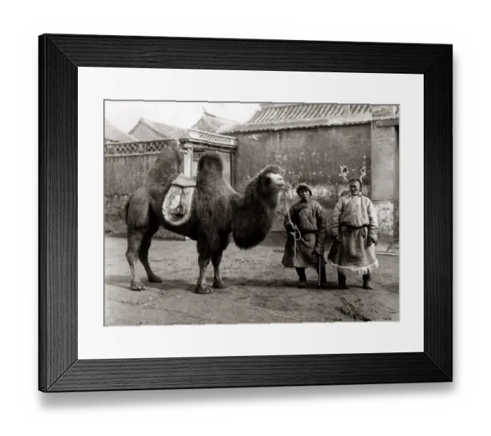 Framed Print : Two Chinese men and a camel, proably Peking, China circa 188 Framed Print : Two Chinese men and a camel, proably Peking, China circa 188