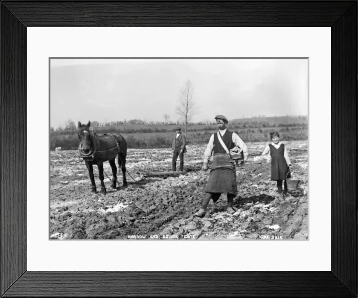 Framed Print : Harrow and Sowing Fiddle Framed Print : Harrow and Sowing Fiddle
