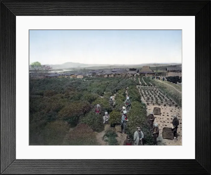 Framed Print : Picking tea, Japan, circa 1880s Framed Print : Picking tea, Japan, circa 1880s
