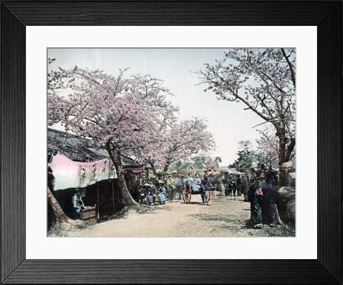 Framed Print : Cherry blossom and rickshaws, Japan, circa 1890 Framed Print : Cherry blossom and rickshaws, Japan, circa 1890