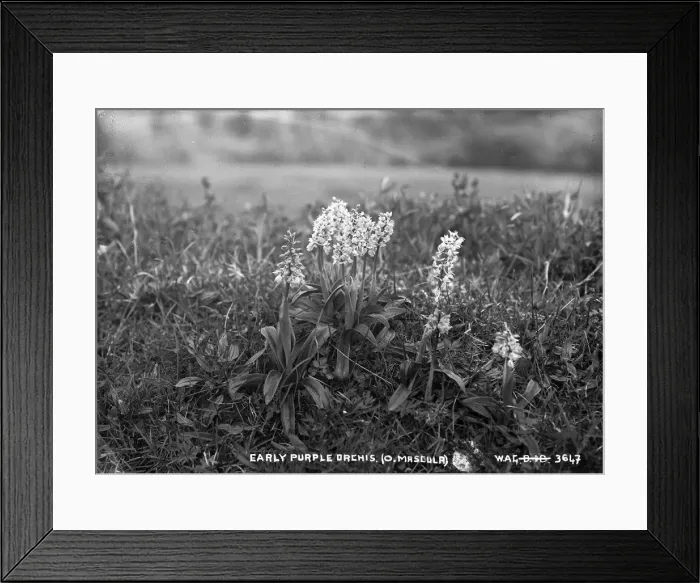 Framed Print : Early Purple Orchis. (O. Mascula) Framed Print : Early Purple Orchis. (O. Mascula)