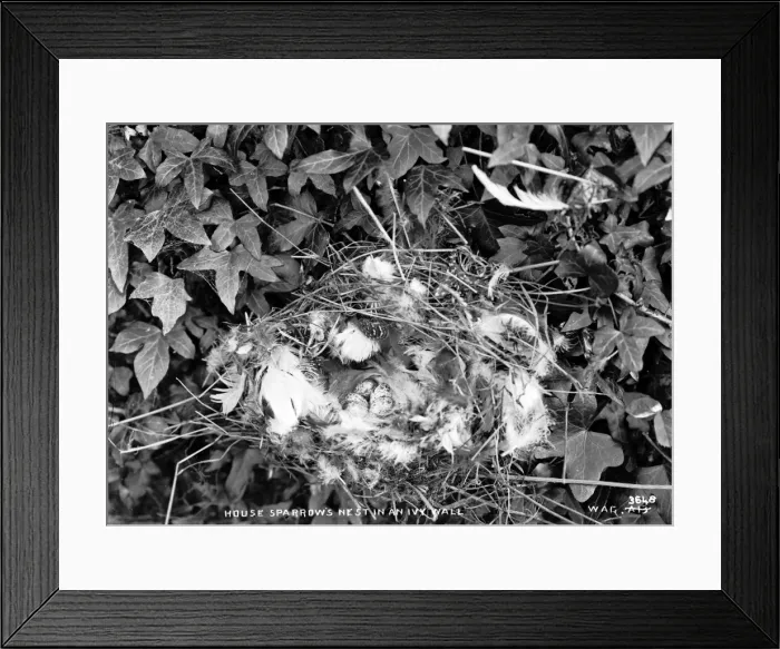 Framed Print : House Sparrows Nest in an Ivy Wall Framed Print : House Sparrows Nest in an Ivy Wall