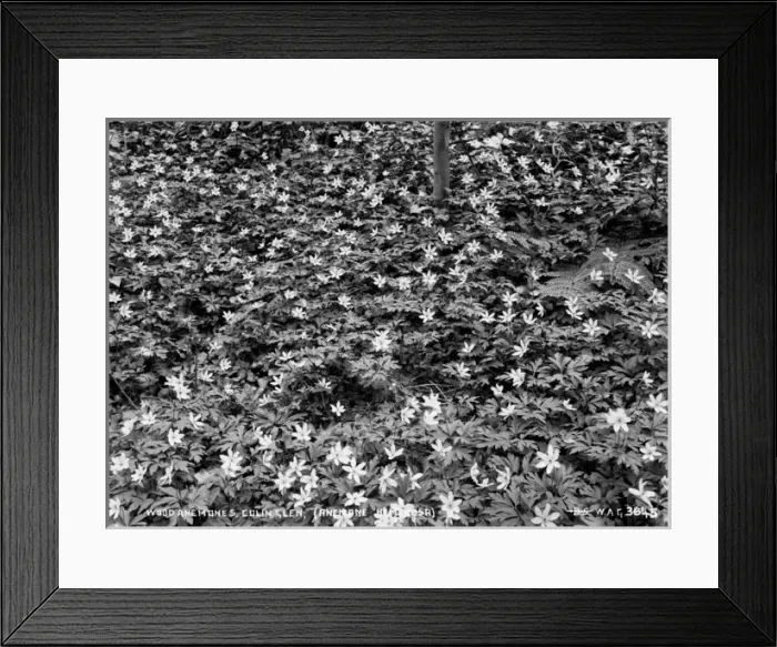 Framed Print : Wood Anemones, Colin Glen, (Anemone Nemorosa) Framed Print : Wood Anemones, Colin Glen, (Anemone Nemorosa)