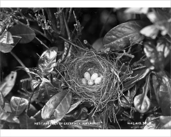 Nest and Eggs of Greenfinch in a Laurel