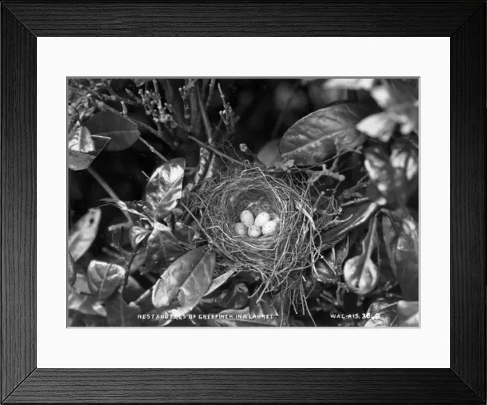 Framed Print : Nest and Eggs of Greenfinch in a Laurel Framed Print : Nest and Eggs of Greenfinch in a Laurel