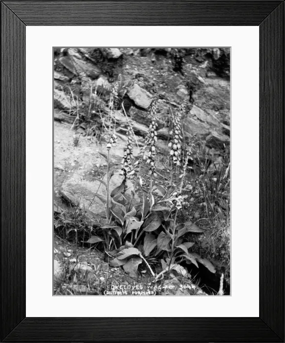 Framed Print : Foxglove (Digitalis Purpurea) Framed Print : Foxglove (Digitalis Purpurea)