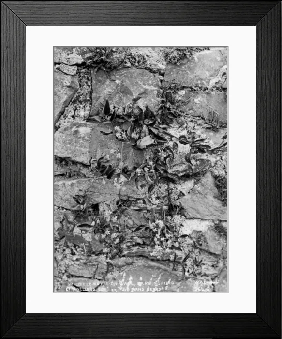 Framed Print : Wild Clematis Vitalba, Carlingford, Travellers Joy Or Old Ma Framed Print : Wild Clematis Vitalba, Carlingford, Travellers Joy Or Old Ma