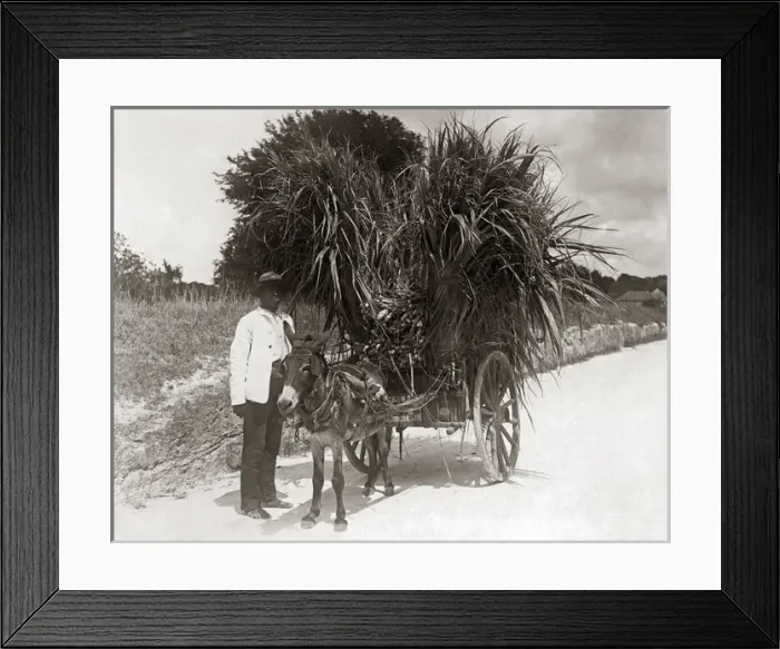 Framed Print : Heavily laden donkey cart, West Indies, circa 1900 Framed Print : Heavily laden donkey cart, West Indies, circa 1900