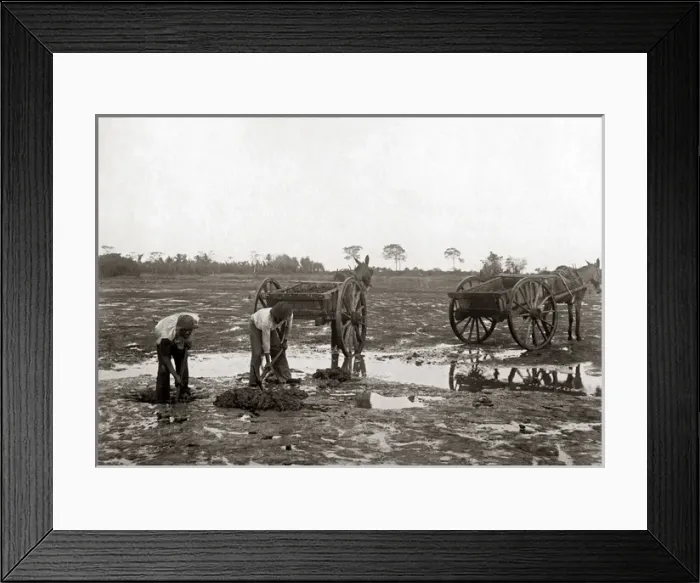 Framed Print : Digging pitch, La Brea, Trinidad, circa 1900 Framed Print : Digging pitch, La Brea, Trinidad, circa 1900