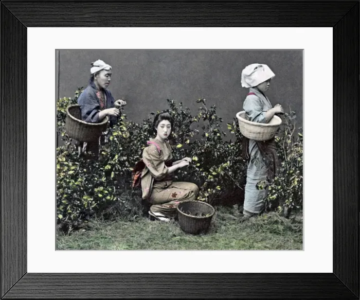 Framed Print : Picking tea, Japan, circa 1890 Framed Print : Picking tea, Japan, circa 1890