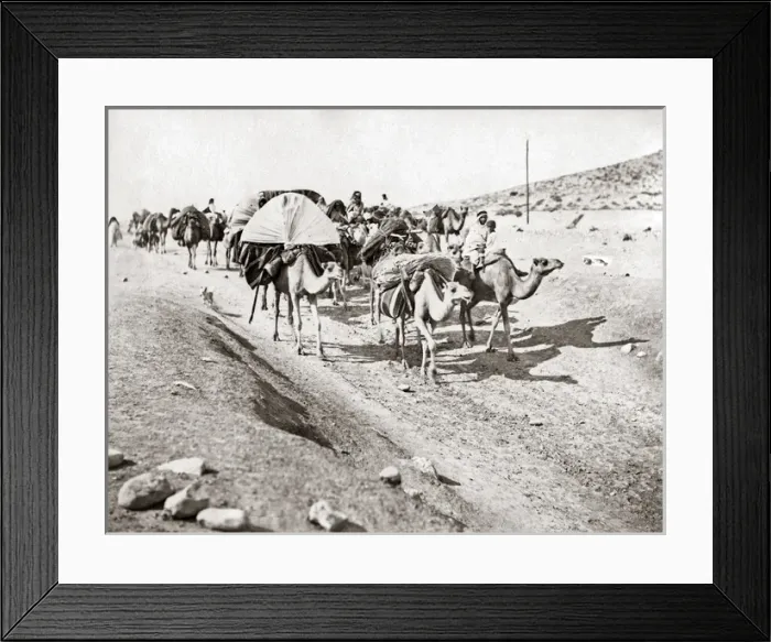 Framed Print : Camel train in the Algerian Sahara, circa 1890 Framed Print : Camel train in the Algerian Sahara, circa 1890