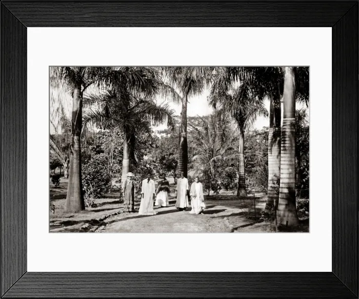 Framed Print : Palm Trees, Queen Hospital Hawaii, c 1890 Framed Print : Palm Trees, Queen Hospital Hawaii, c 1890