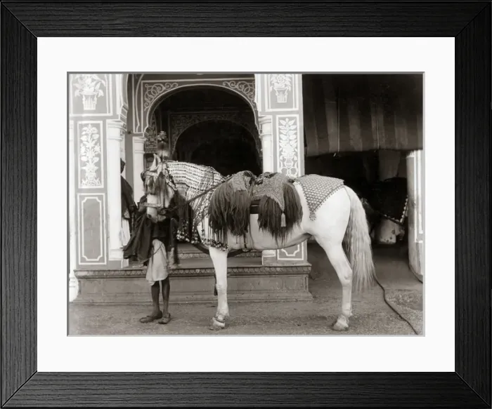 Framed Print : Princes horse with ornate saddlery, Indi, circa 1890 Framed Print : Princes horse with ornate saddlery, Indi, circa 1890