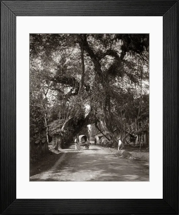 Framed Print : Cart on a country road, Ceylon (Sri Lanka) circa 1890 Framed Print : Cart on a country road, Ceylon (Sri Lanka) circa 1890