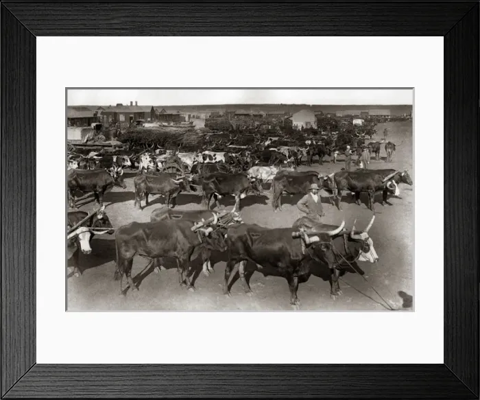 Framed Print : Cattle at the morning market, Johannesburg South Africa Framed Print : Cattle at the morning market, Johannesburg South Africa