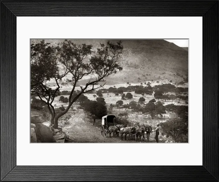 Framed Print : Wagon team, Little Hell, Elandsburg, Transvaal, South Africa Framed Print : Wagon team, Little Hell, Elandsburg, Transvaal, South Africa