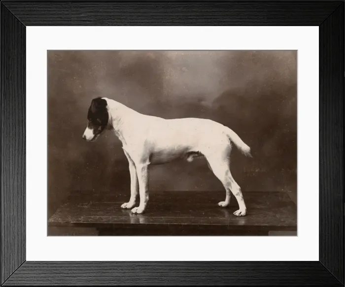Framed Print : Studio portrait of a Jack Russell terrier dog Framed Print : Studio portrait of a Jack Russell terrier dog