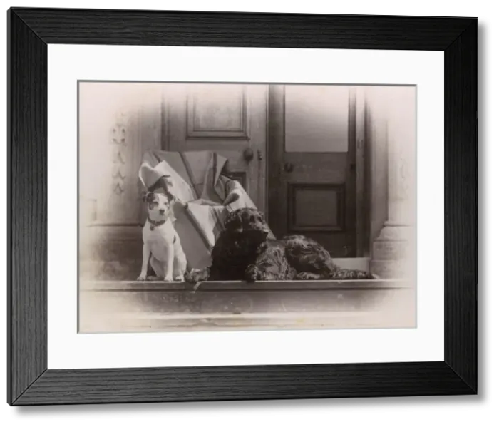 Framed Print : Portrait of a Jack Russell terrier and a black Labrador Framed Print : Portrait of a Jack Russell terrier and a black Labrador