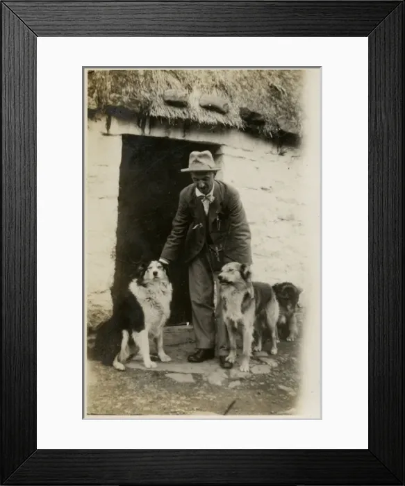 Framed Print : Man in Scotland with three collie dogs Framed Print : Man in Scotland with three collie dogs