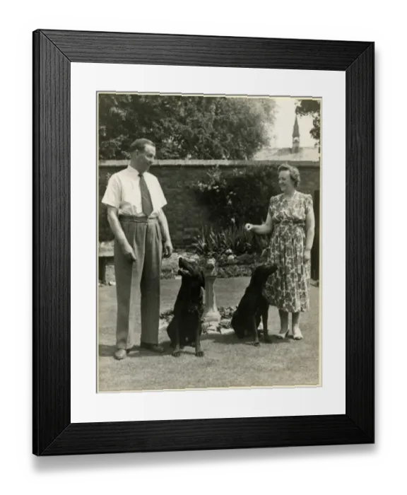 Framed Print : Couple in a garden with two labrador dogs Framed Print : Couple in a garden with two labrador dogs