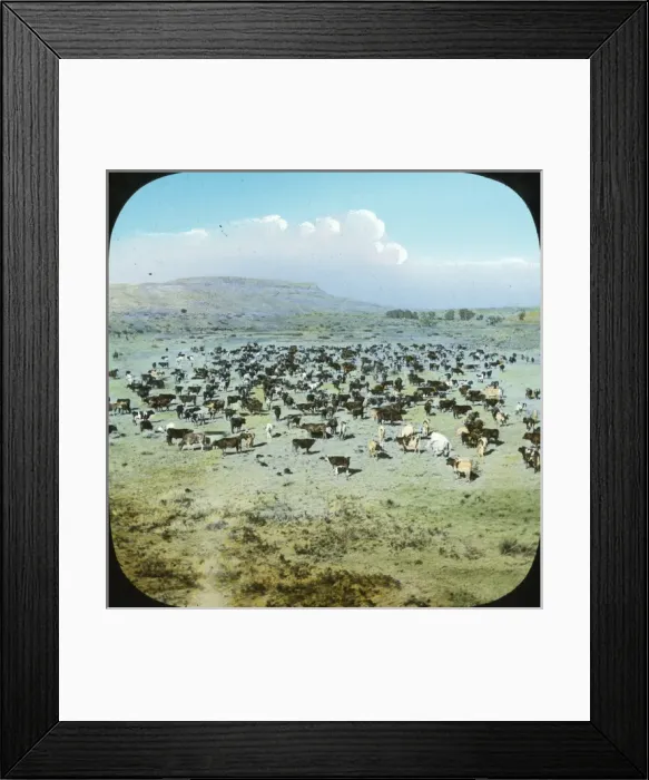 Framed Print : USA - Cattle Ranche, Montana Framed Print : USA - Cattle Ranche, Montana