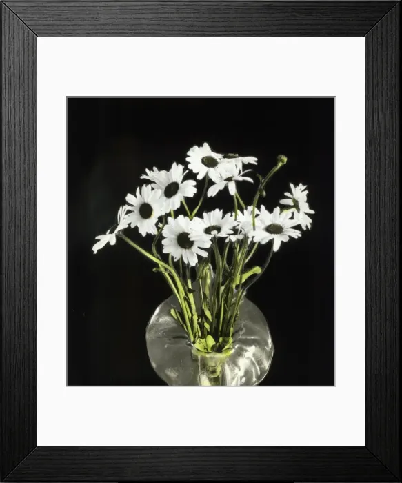 Framed Print : Flowers - Marguarites, white Framed Print : Flowers - Marguarites, white