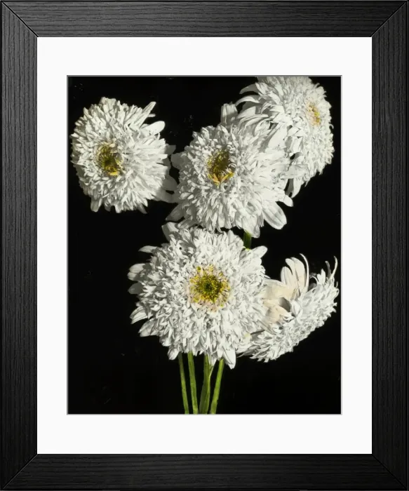 Framed Print : Flowers - White Pyrethrum Framed Print : Flowers - White Pyrethrum