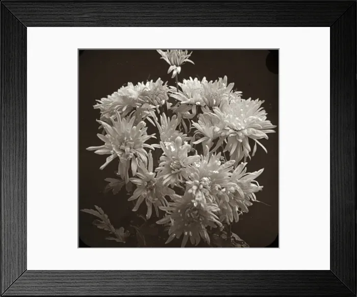 Framed Print : Flowers - Chrysanthemums Framed Print : Flowers - Chrysanthemums