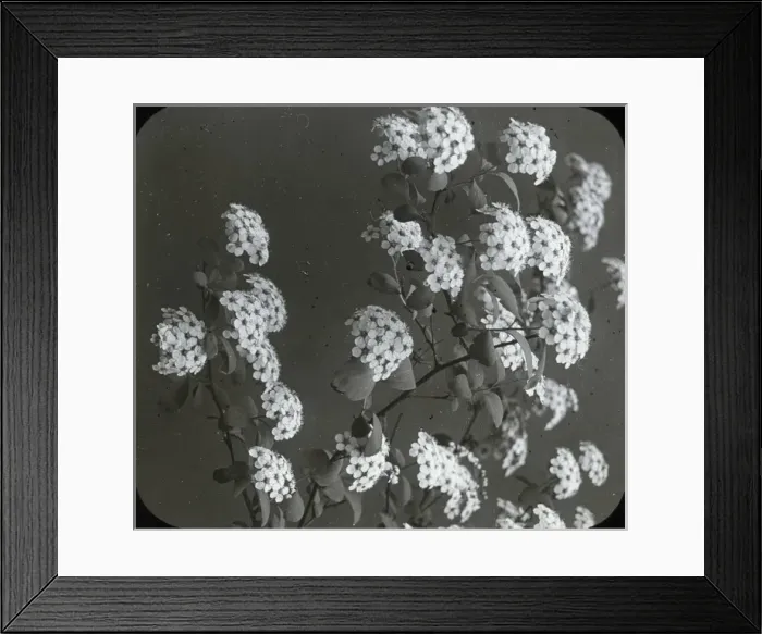 Framed Print : Flowers - Spiroea confusa Framed Print : Flowers - Spiroea confusa