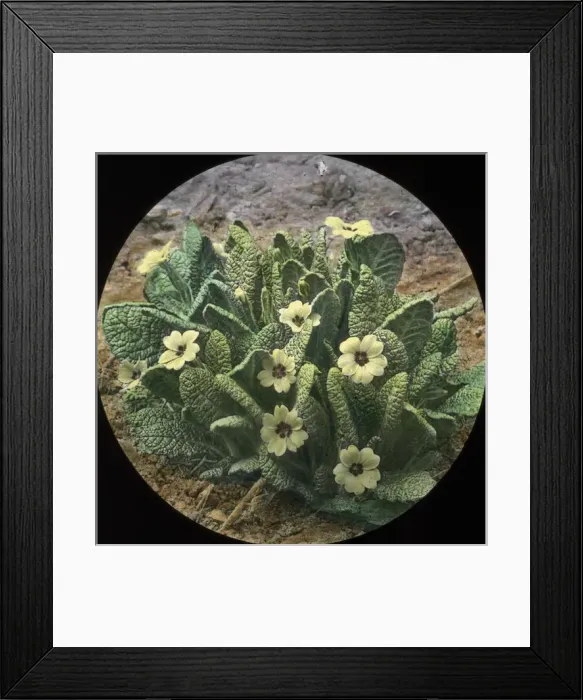 Framed Print : Flowers - Primroses Framed Print : Flowers - Primroses