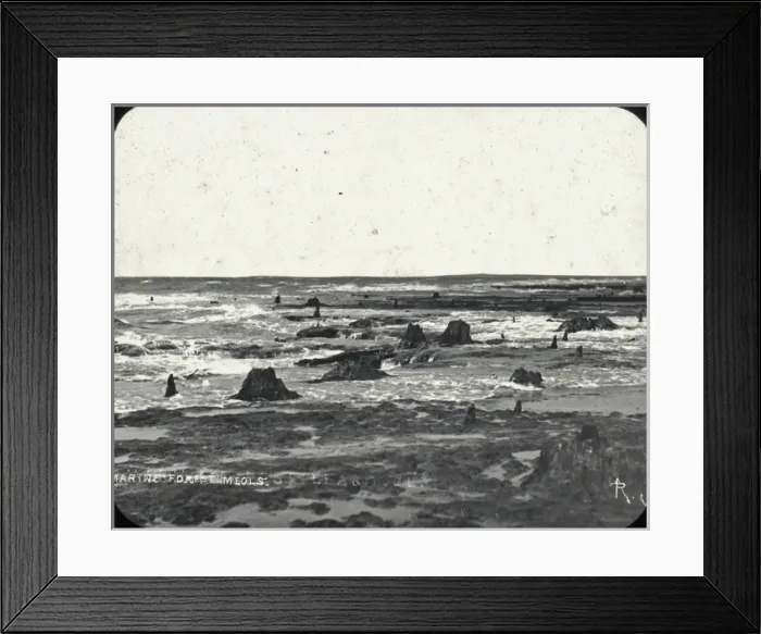Framed Print : Submarine forest, nr Birkenhead Framed Print : Submarine forest, nr Birkenhead