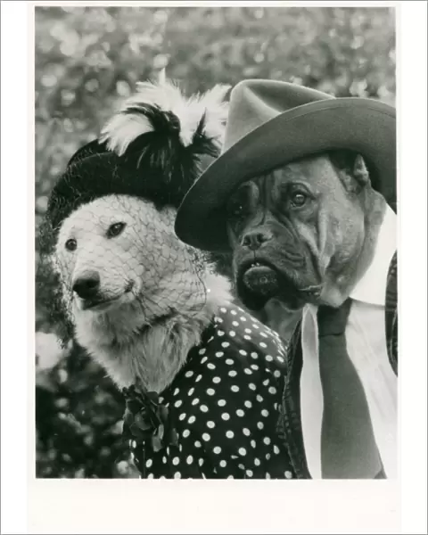 Bulldog and labrador in human dress on a postcard