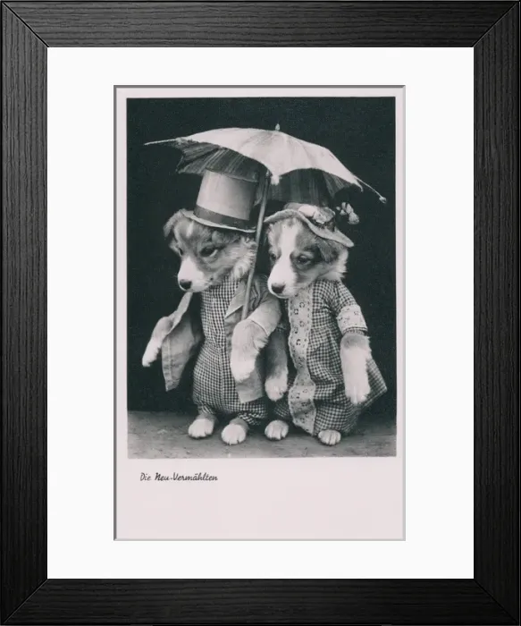Framed Print : Dog newlyweds in human dress on a German postcard Framed Print : Dog newlyweds in human dress on a German postcard