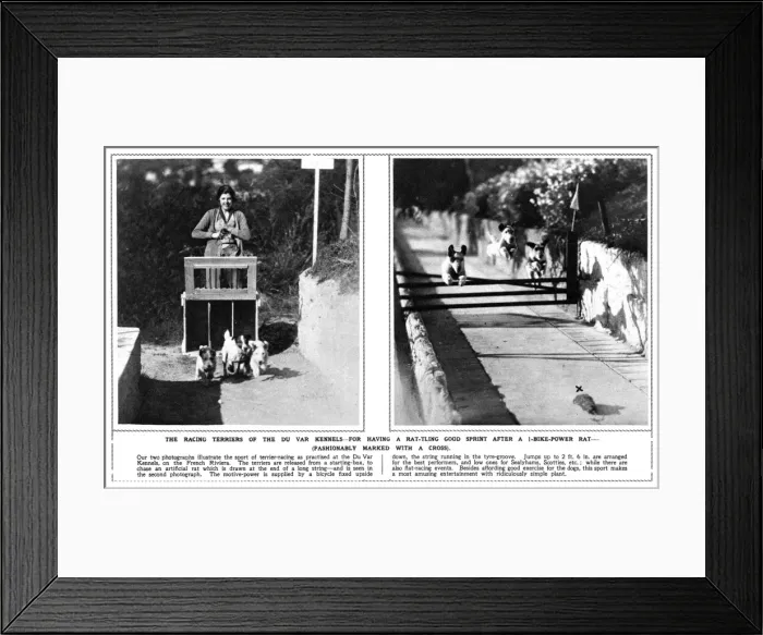 Framed Print : Racing terriers at the Du Var Kennels, French Riviera