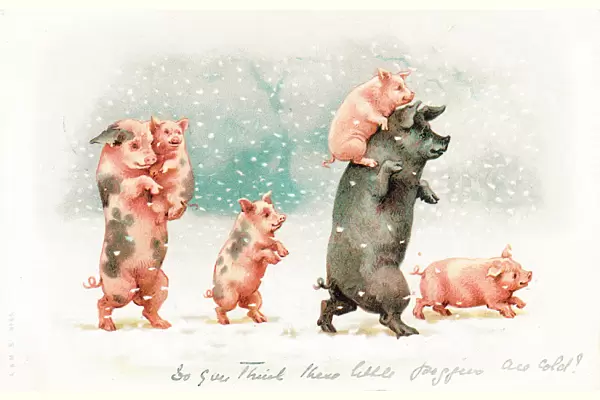 Family of pigs in the snow on a Christmas postcard