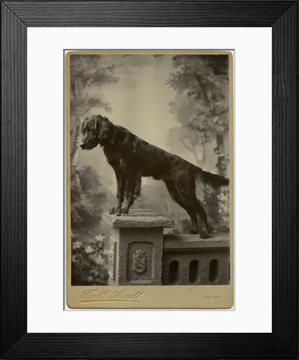 Framed Print : Studio portrait, dog on a pedestal Framed Print : Studio portrait, dog on a pedestal