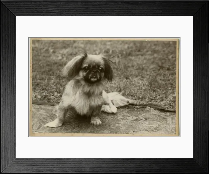 Framed Print : Pekingese puppy in a garden Framed Print : Pekingese puppy in a garden