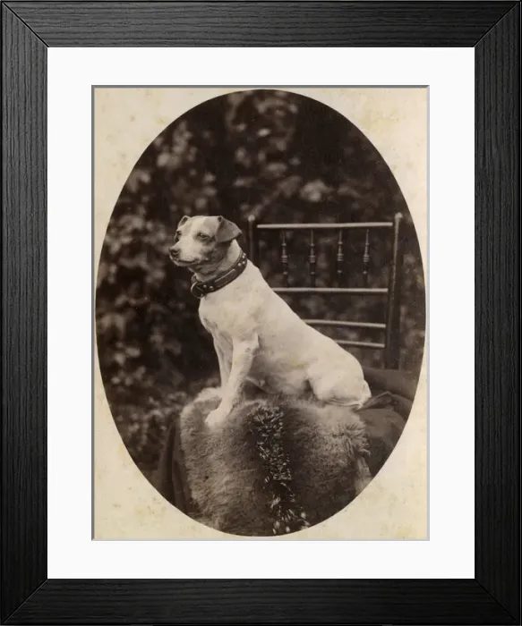 Framed Print : Portrait of a Jack Russell terrier dog Framed Print : Portrait of a Jack Russell terrier dog