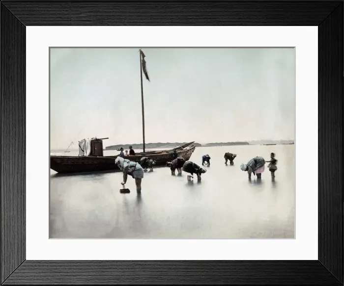 Framed Print : Picking shellfish close to the shore, Japan, circa 1890 Framed Print : Picking shellfish close to the shore, Japan, circa 1890