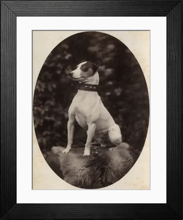 Framed Print : Portrait of a Jack Russell terrier dog Framed Print : Portrait of a Jack Russell terrier dog