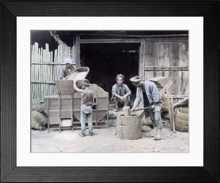 Framed Print : Winnowing rice, Japan, circa 1880s Framed Print : Winnowing rice, Japan, circa 1880s