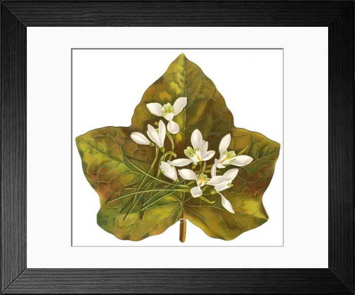 Framed Print : Snowdrops on a green leaf on a Victorian scrap Framed Print : Snowdrops on a green leaf on a Victorian scrap
