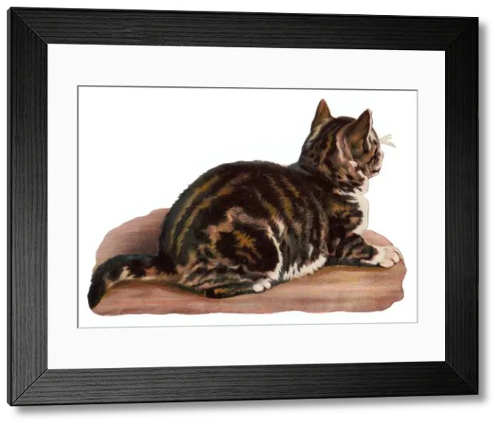 Framed Print : Tabby cat on a Victorian scrap Framed Print : Tabby cat on a Victorian scrap