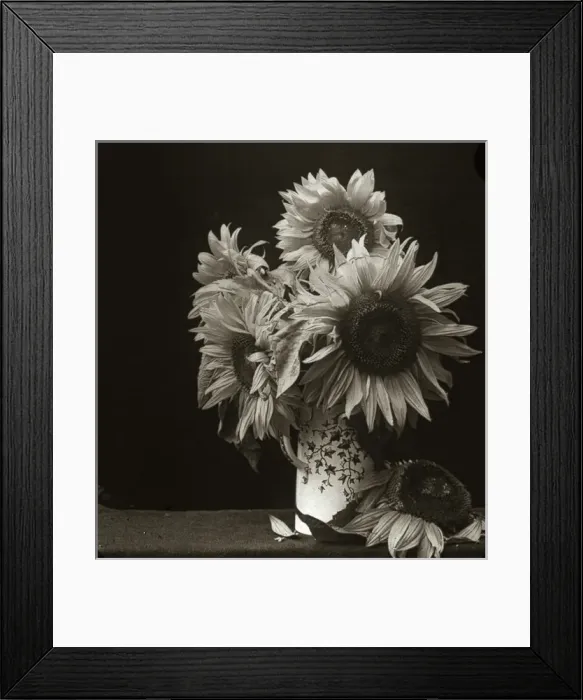 Framed Print : Flowers - Sunflower Framed Print : Flowers - Sunflower