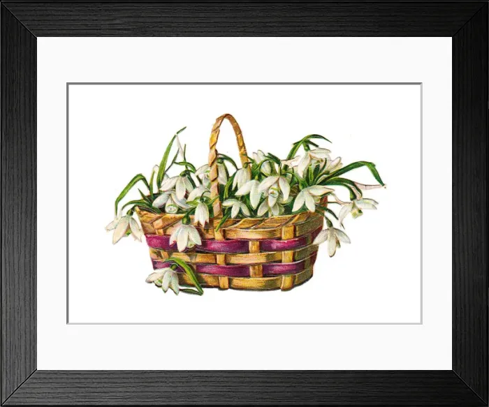 Framed Print : Basket of snowdrops on a Victorian scrap Framed Print : Basket of snowdrops on a Victorian scrap