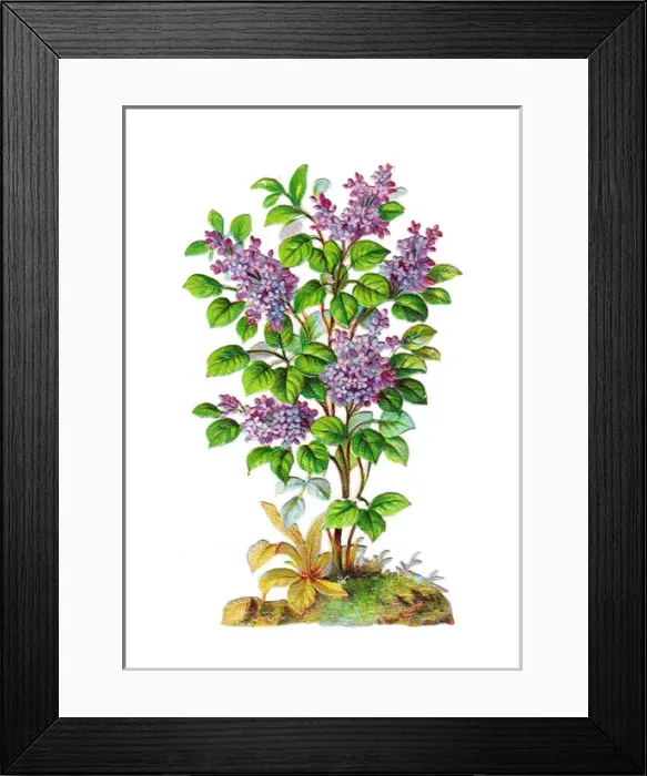 Framed Print : Lilac bush on a Victorian scrap Framed Print : Lilac bush on a Victorian scrap