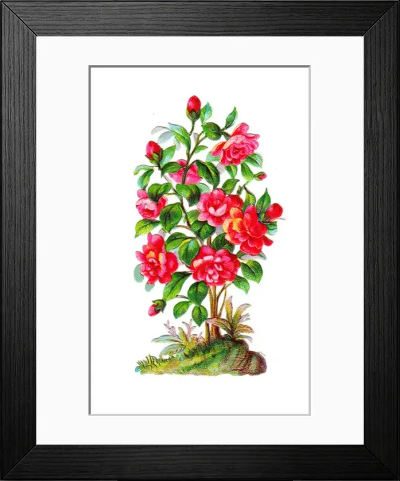 Framed Print : Rose bush on a Victorian scrap Framed Print : Rose bush on a Victorian scrap
